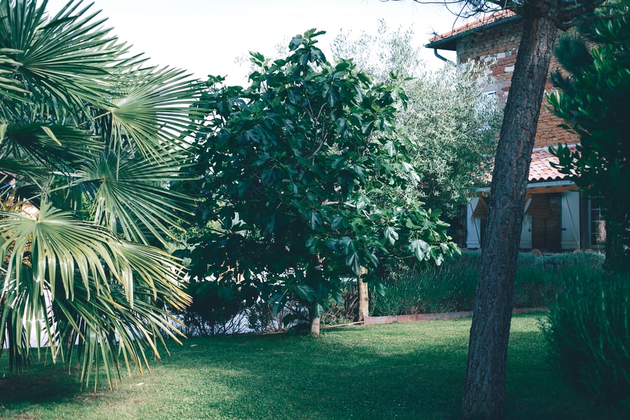 Illustration pour Paysagisme